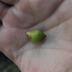 Amphibolips