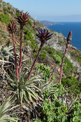 Puya venusta