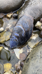 Mytilus edulis