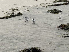 Charadriiformes