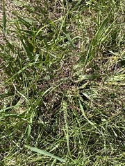 Eragrostis spectabilis