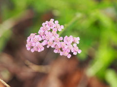 Achillea roseo-alba