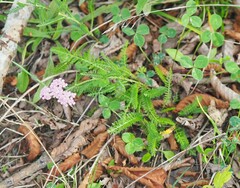 Achillea roseo-alba