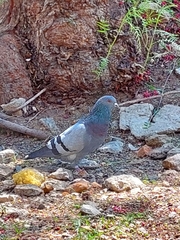 Columba livia