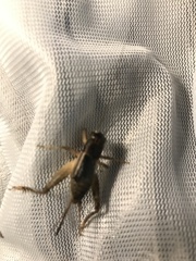 Velarifictorus micado