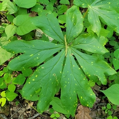Podophyllum peltatum