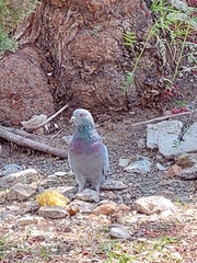 Columba livia