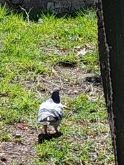Columba livia