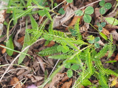 Achillea roseo-alba
