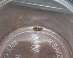 Alphitobius diaperinus