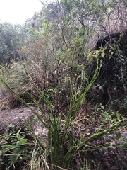 Baccharis trimera