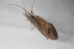 Trichoptera