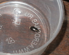 Alphitobius diaperinus