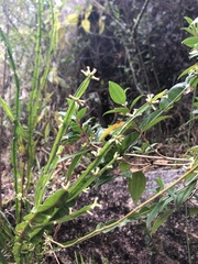 Baccharis trimera