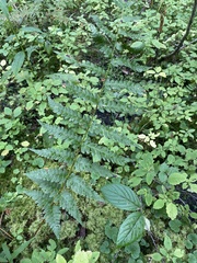 Dryopteris clintoniana
