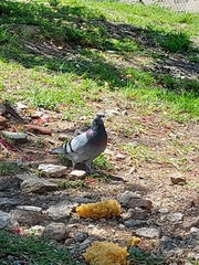 Columba livia