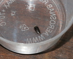 Alphitobius diaperinus