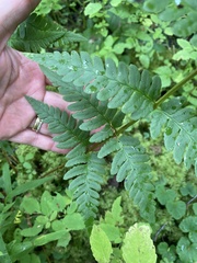 Dryopteris clintoniana