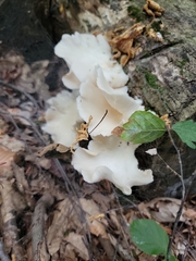 Pleurocybella porrigens