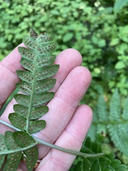 Dryopteris clintoniana