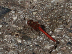 Sympetrum
