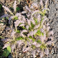 Sedum pulchellum