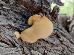 Inocutis tamaricis
