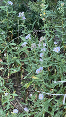 Symphyotrichum chilense