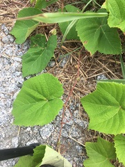 Vitis aestivalis