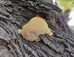 Inocutis tamaricis