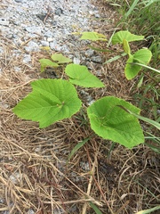 Vitis aestivalis
