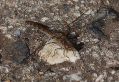 Sympetrum striolatum