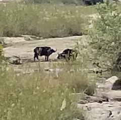 Syncerus caffer caffer