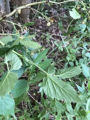 Rubus canadensis