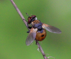 Gymnosoma