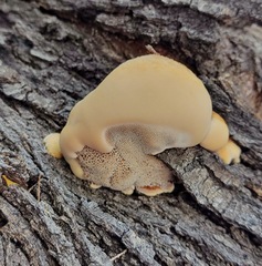 Inocutis tamaricis