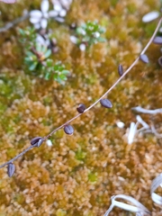Vaccinium microcarpum