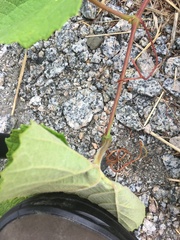 Vitis aestivalis