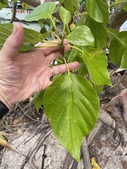 Cordia subcordata
