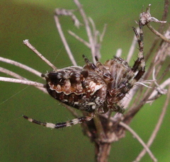 Araneus diadematus