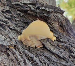Inocutis tamaricis