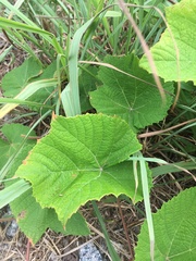 Vitis aestivalis