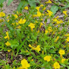 Gratiola aurea