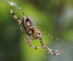 Araneus diadematus