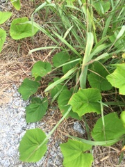 Vitis aestivalis