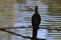 Nannopterum brasilianum