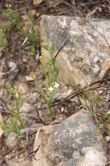 Montinia caryophyllacea