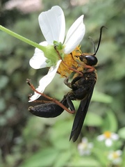 Sphex flavovestitus