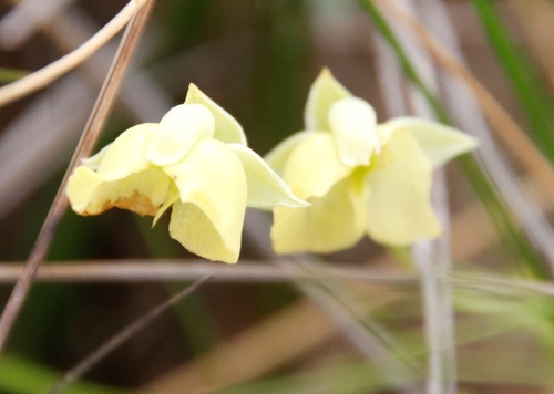 Image of Pterygodium platypetalum by (c) Tony Rebelo, some rights reserved (CC BY-SA)