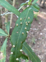 Quercus laurifolia